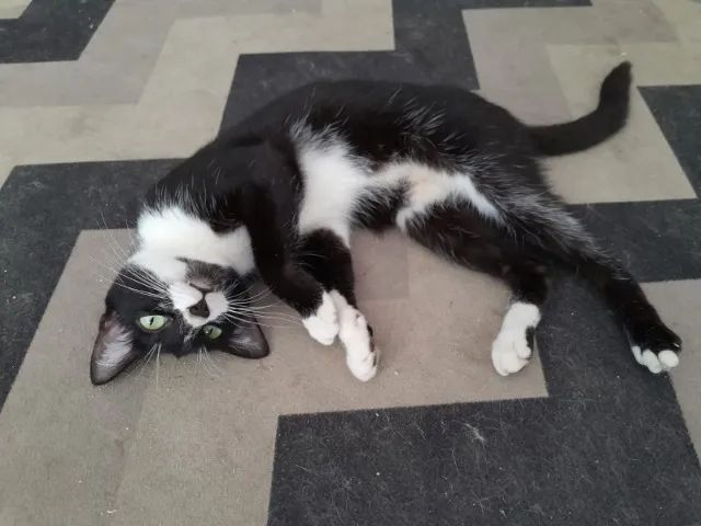 gatinhos para adoção - Foto 2