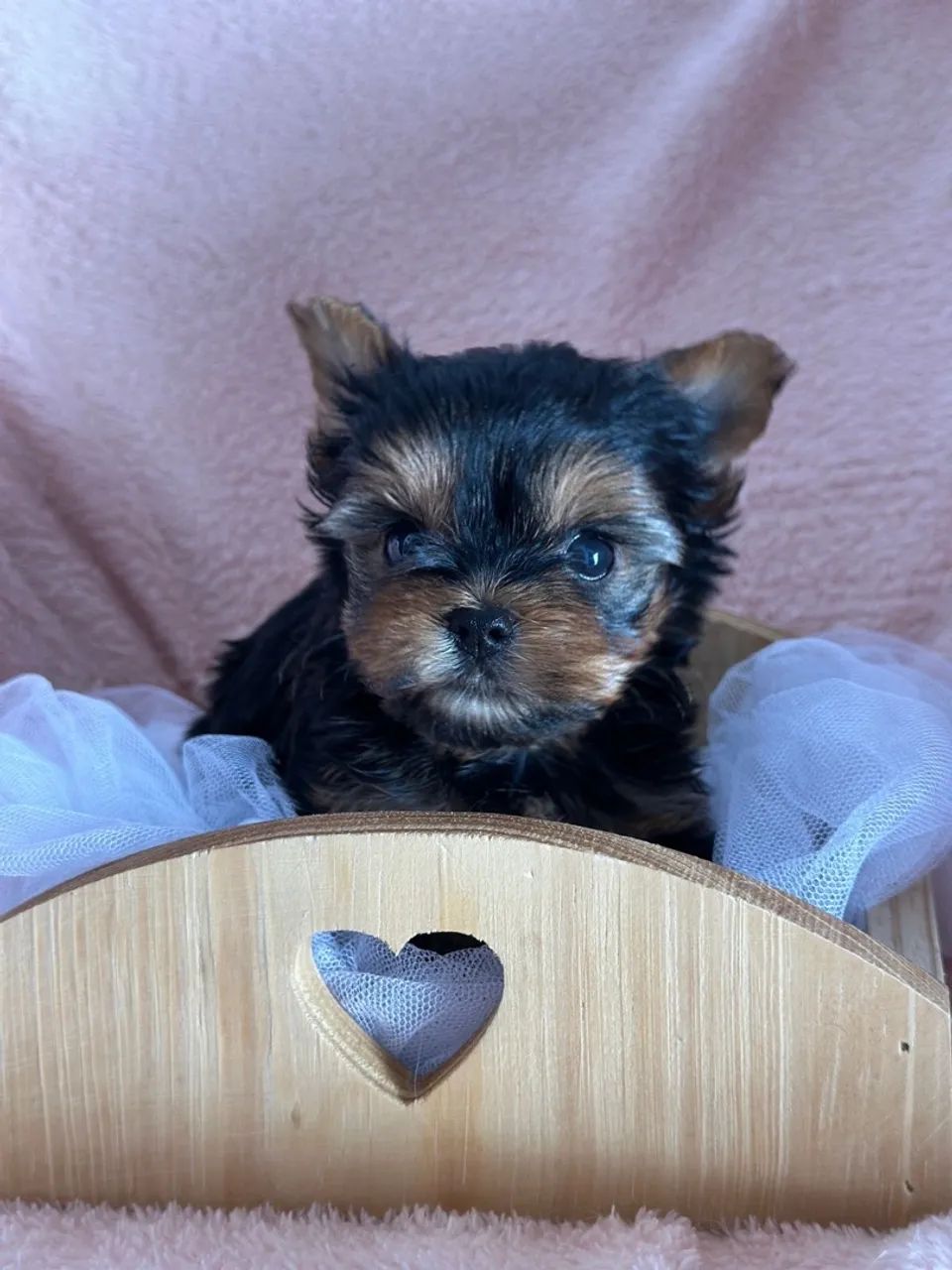 Filhote de Yorkshire Terrier