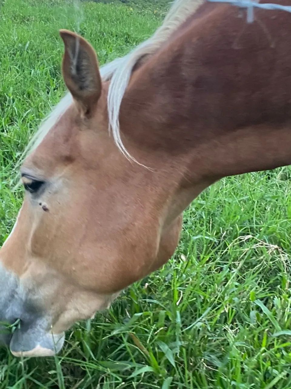 Égua de 3 anos - Foto 6