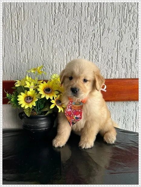 Filhote Golden Retriever com Pedigree.