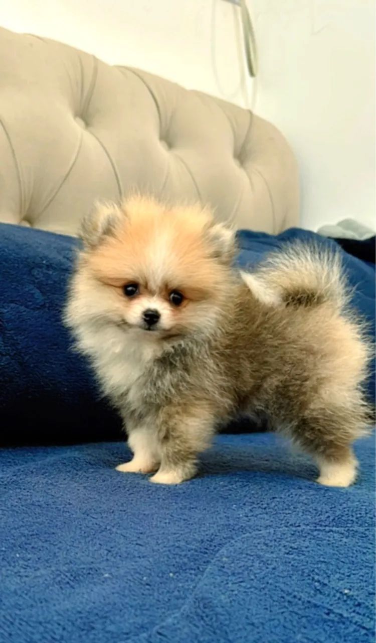 Lulu da Pomerania fêmea - Foto 5