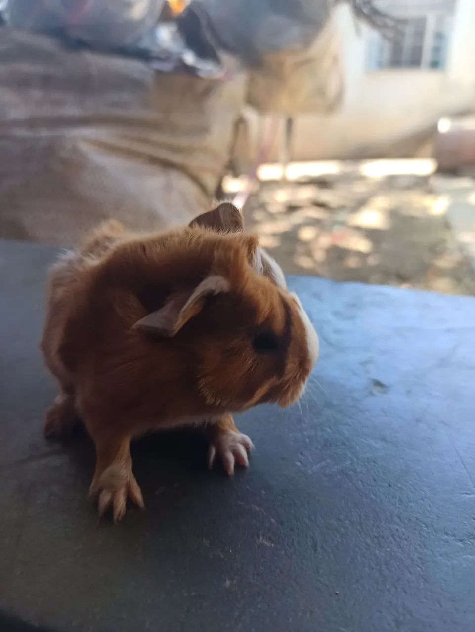 Porquinho da índia peruano64276689012225121