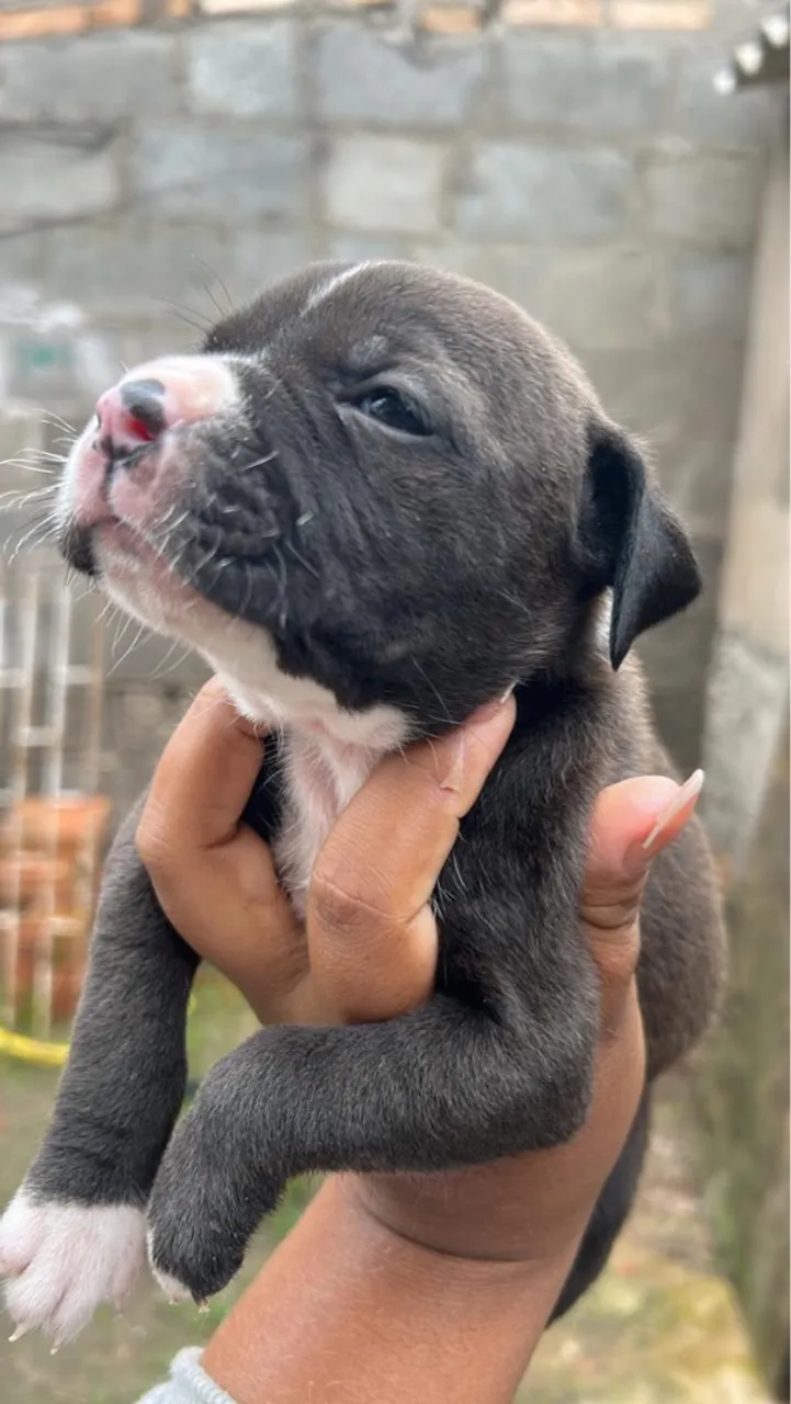Filhote Pitbull