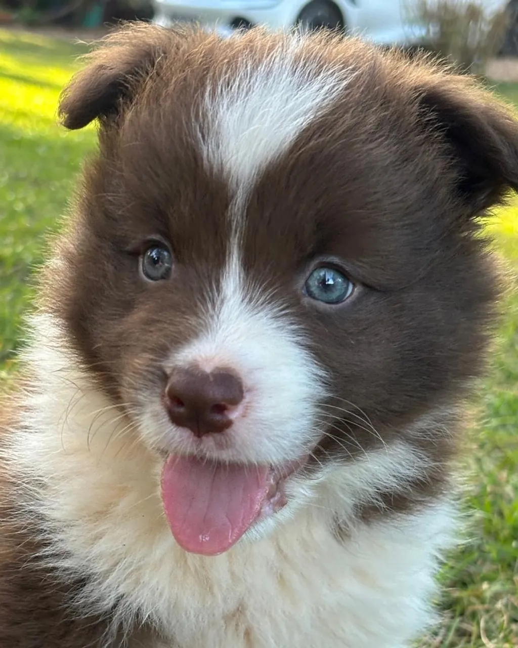 Filhote Border Collie Marrom e Branco/ Preto e Branco