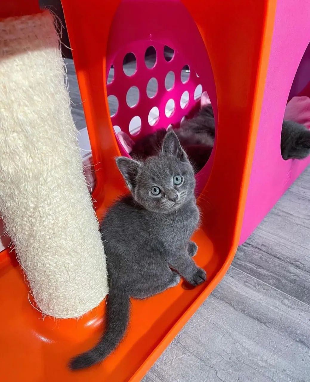 Filhotes Russian Blue disponíveis 2 meses