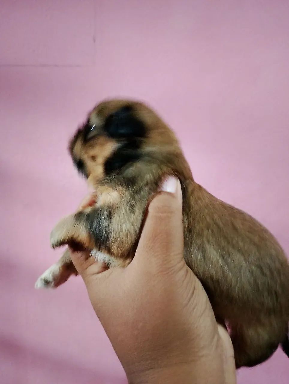 Shitzu 100% puro - Foto 4