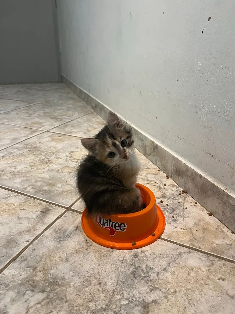 Doação responsável - gatinha  - Foto 2