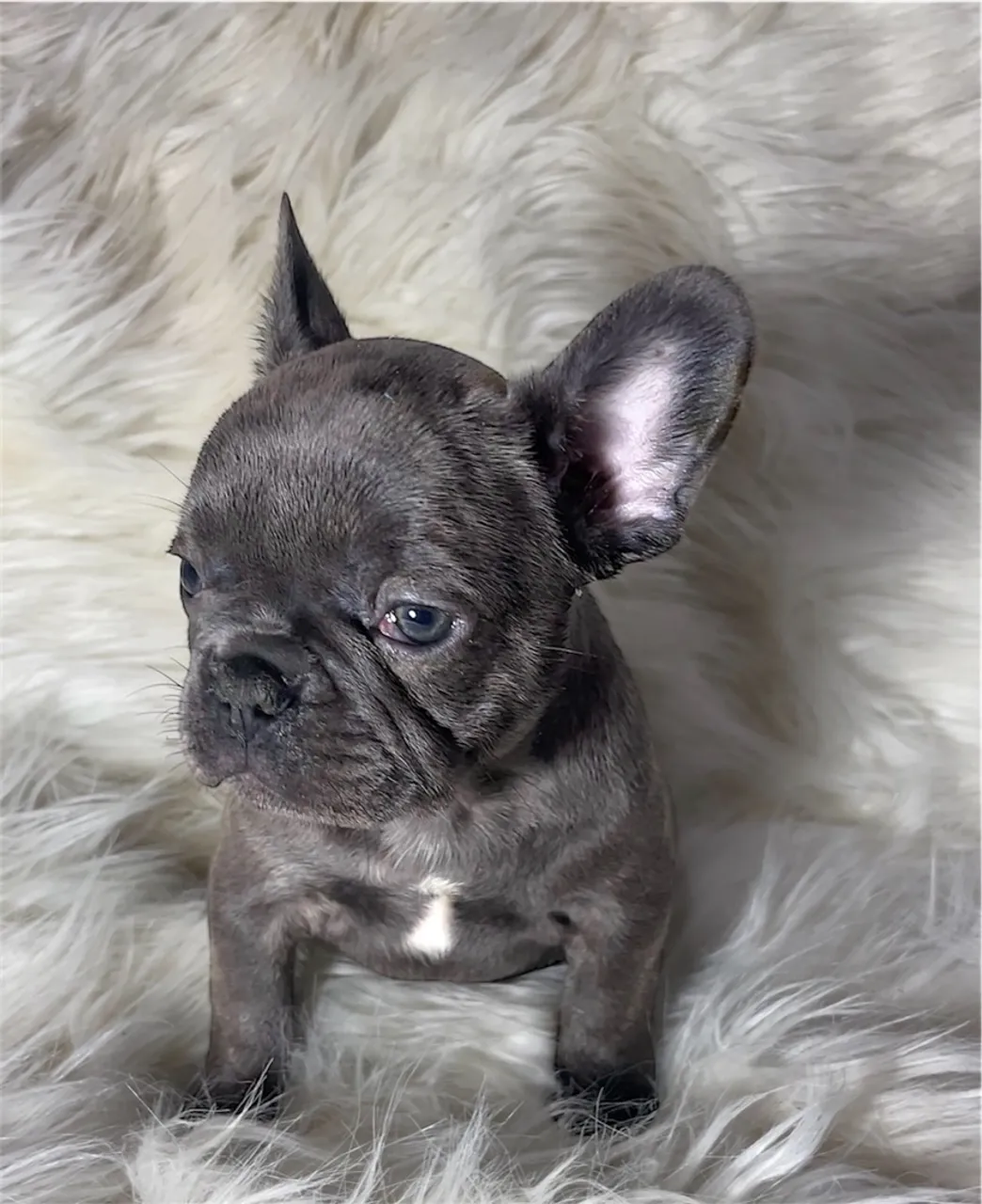 Buldogue Francês Femea