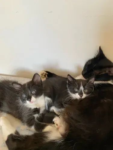 Estou doando essas duas gatinhas lindas! - Foto 2