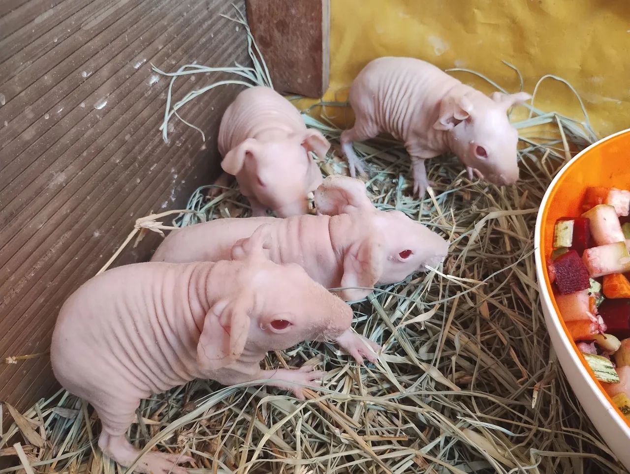 Skinnys Machos Reserva - Foto 2