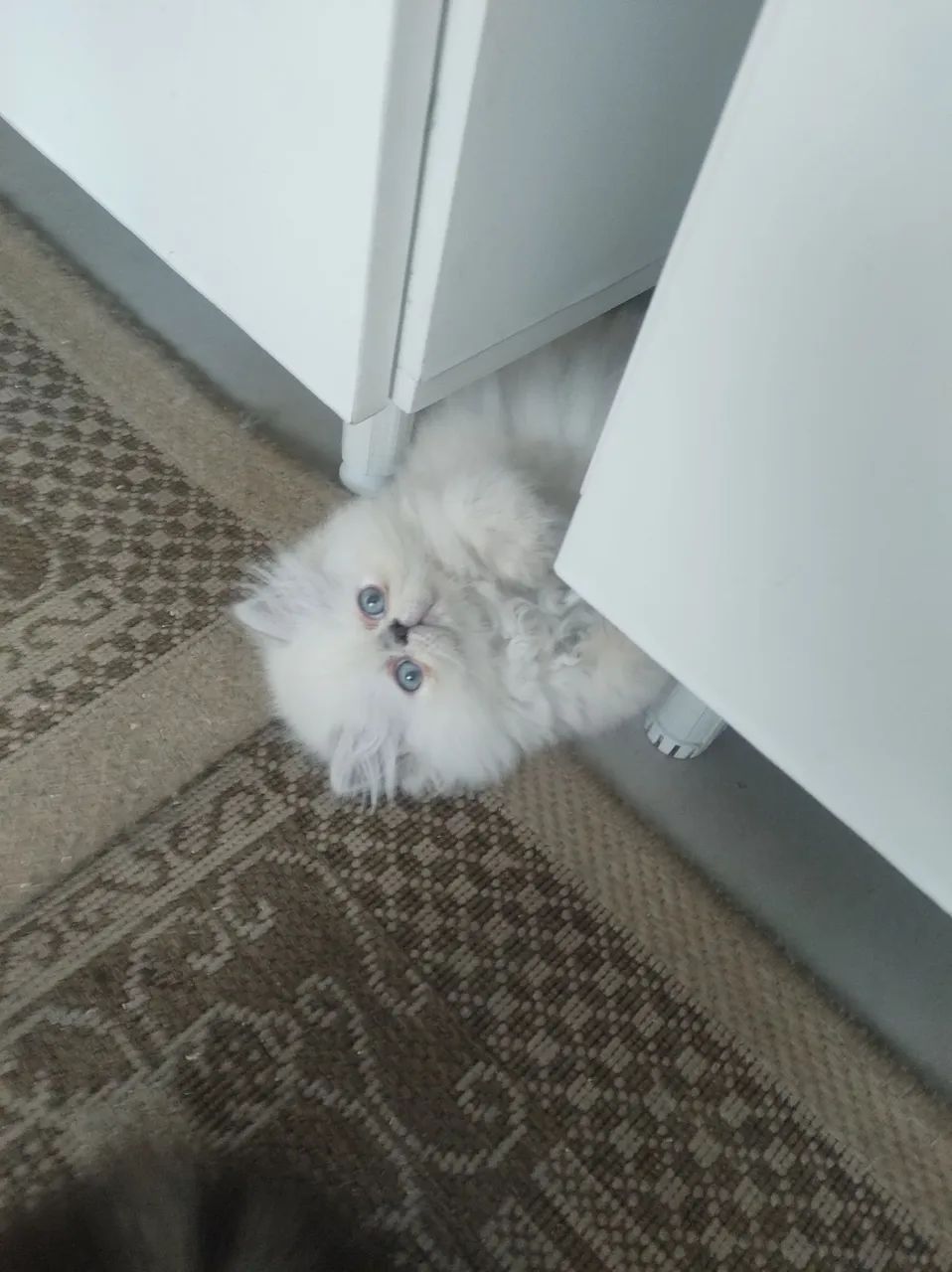 Disponível filhotes fofinhos persa puros  - Foto 4