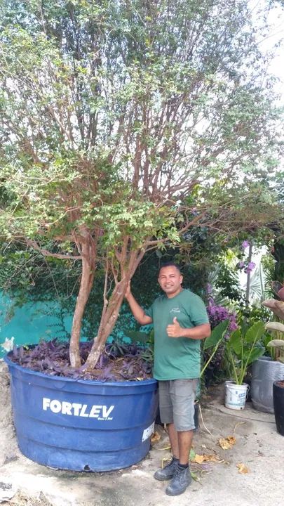 Palmeira Adulta para seu Sítio - Foto 4