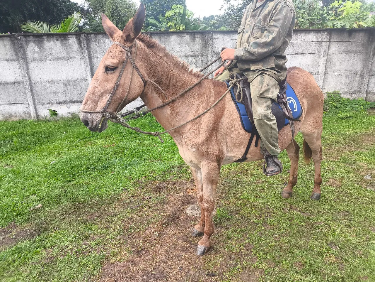 Mula para trabalho ou lazer