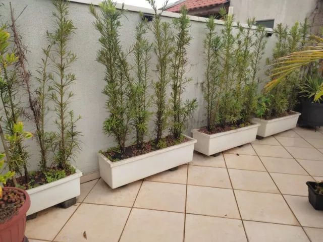 Vasos com plantas Podocarpo