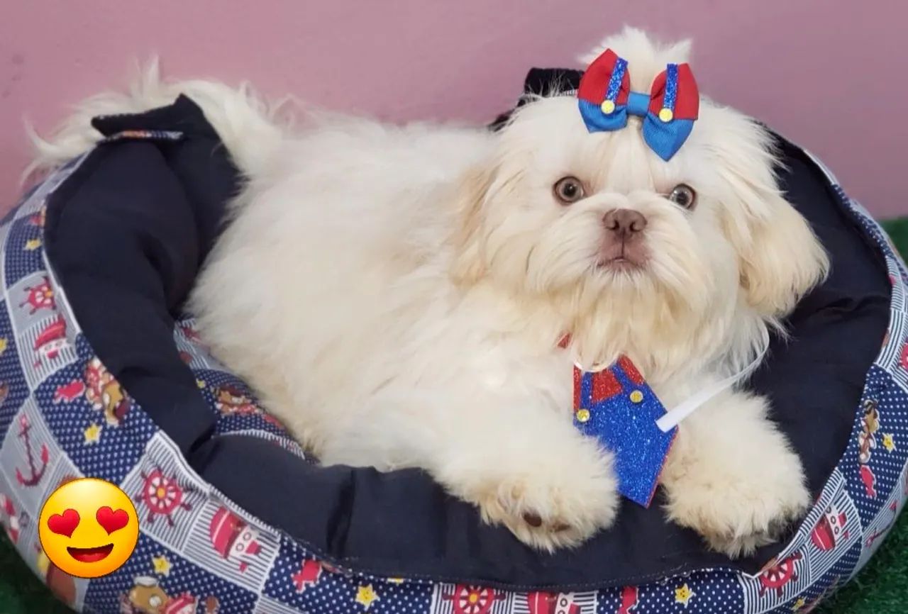 Shih tzu exotico todo vacinado 1 ano