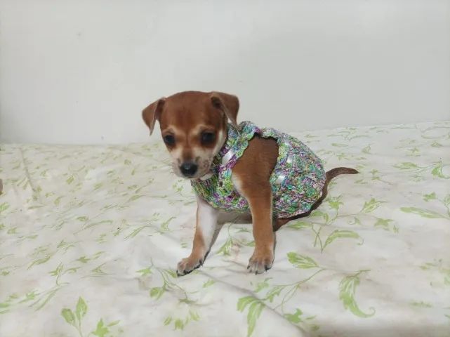 Pinscher fêmea, número um