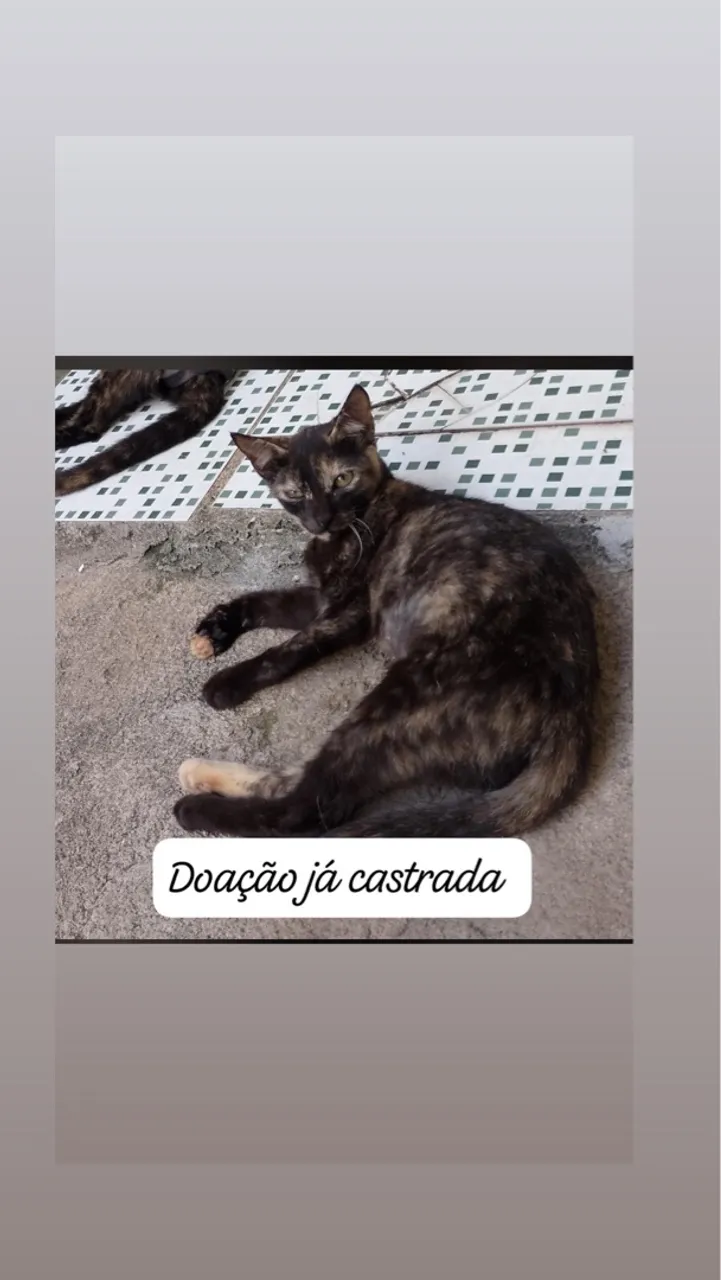 Gatinha castrada para adoção
