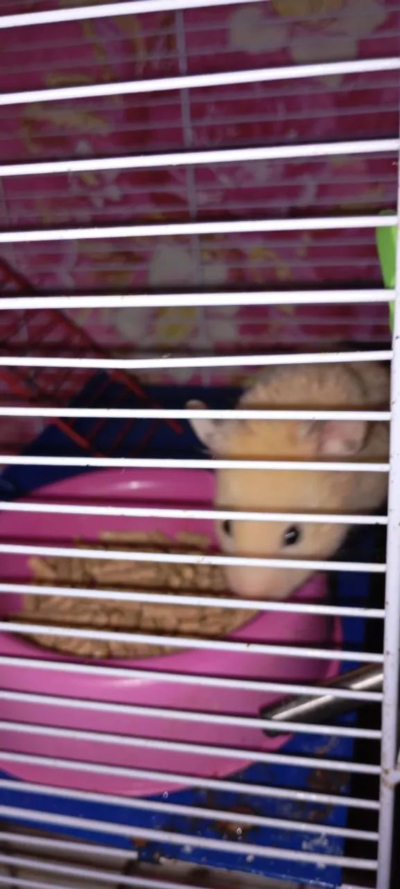 Hamster  - Foto 4