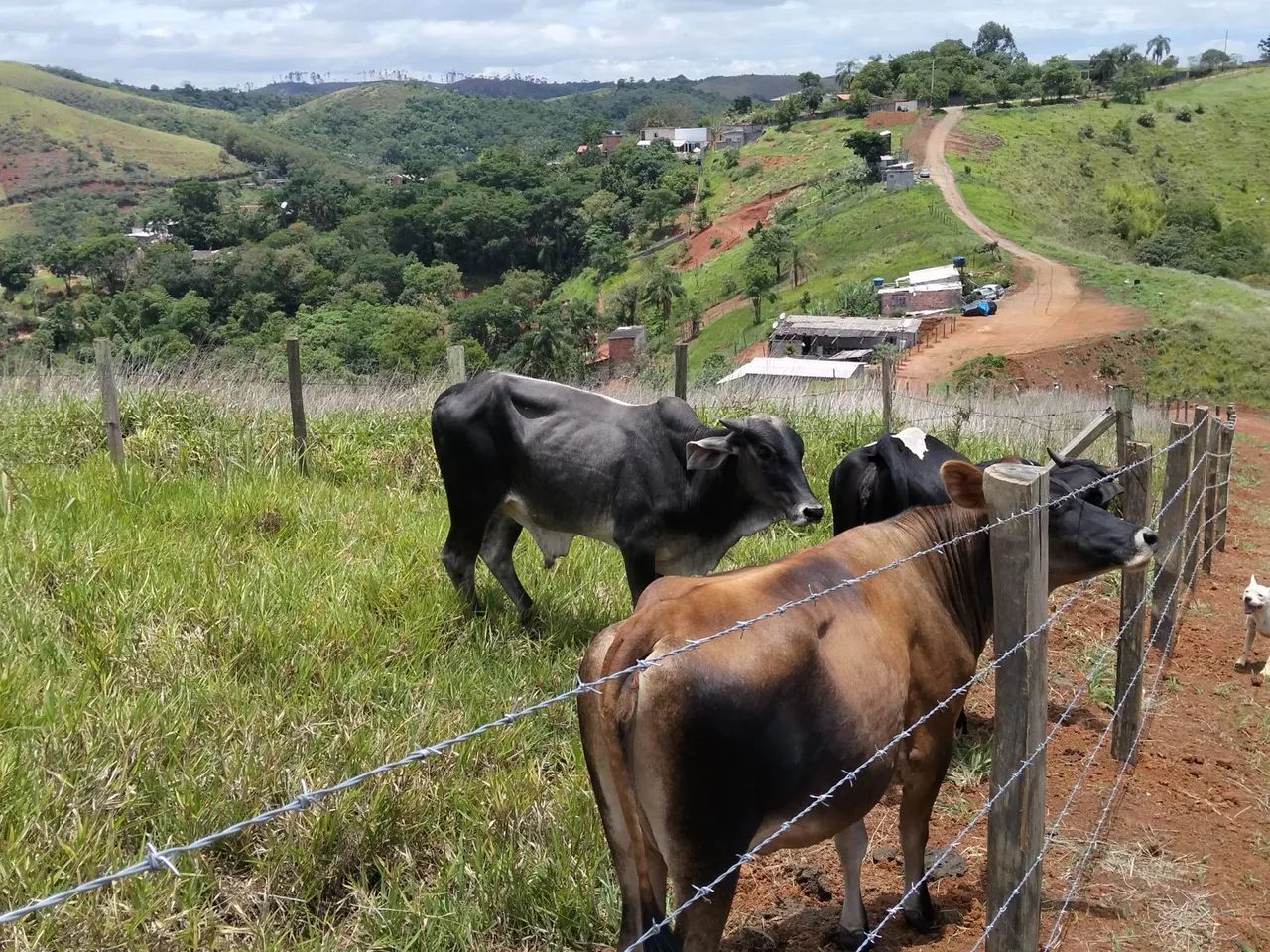Vendo garrote guzerá 