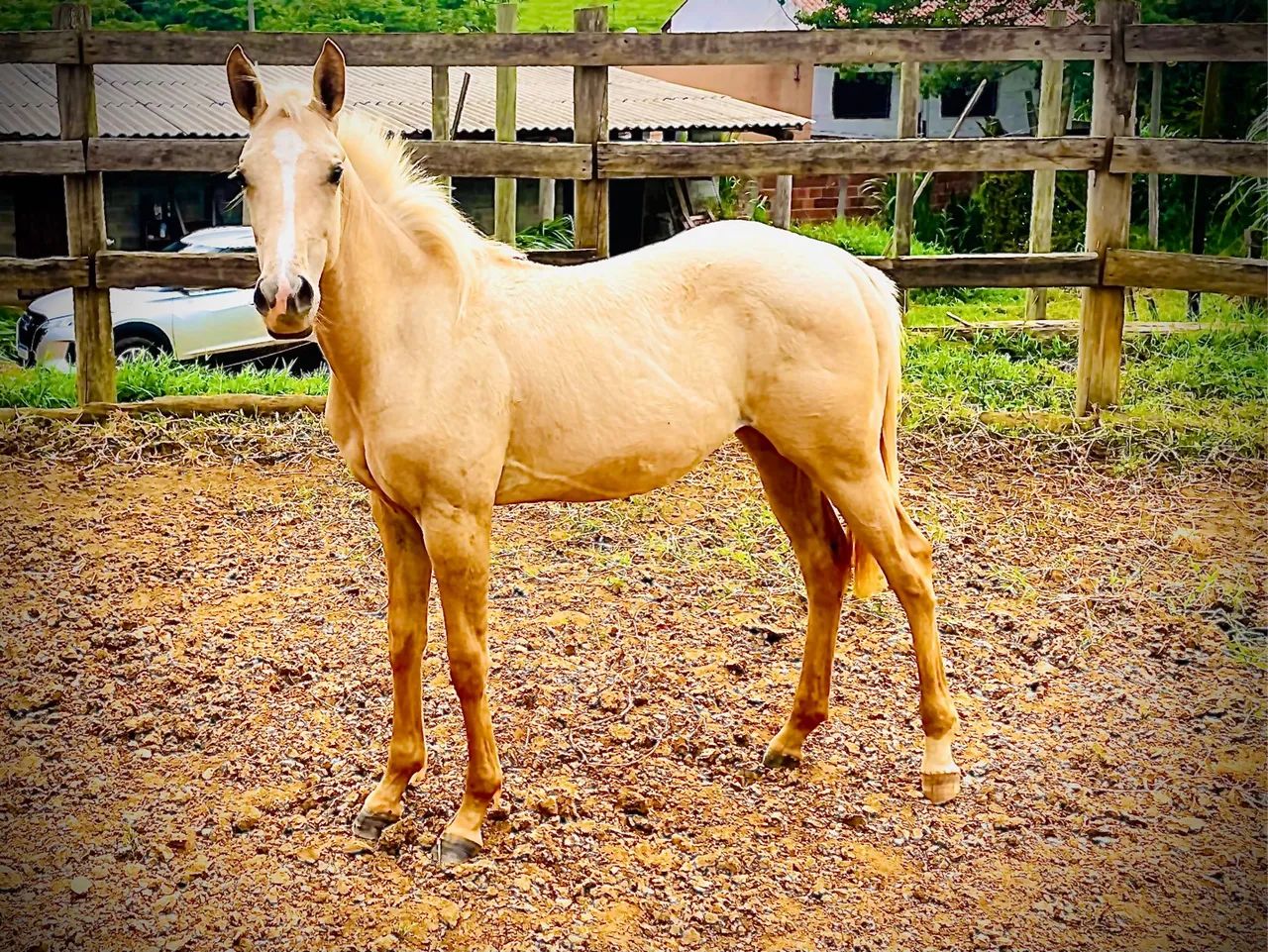 Potra Quarto de Milha à Venda - Linhagem Fechada em Trabalho - Foto 3