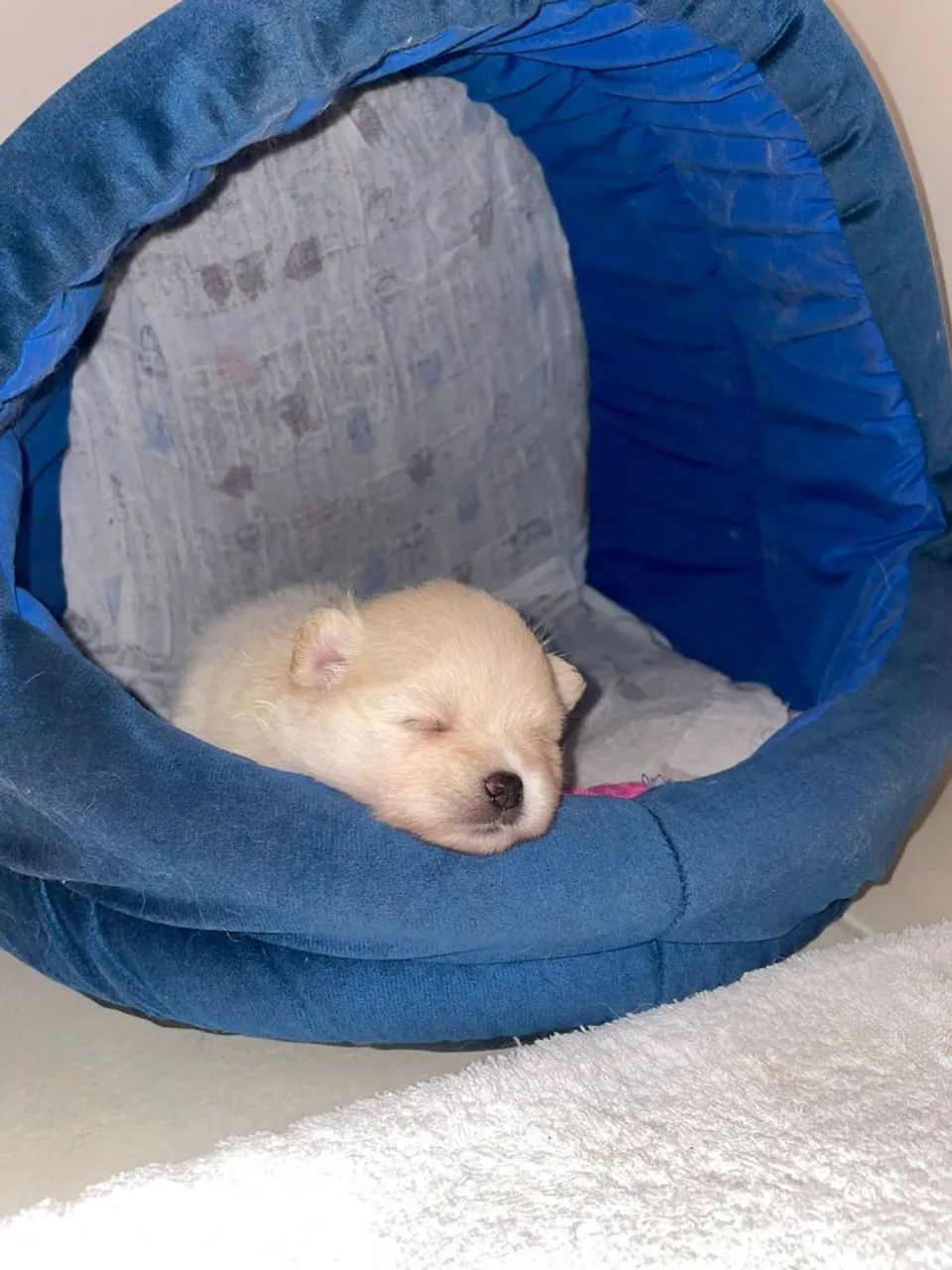 Lulu da Pomerânia Fêmea com pedigree.  Ainda disponível 1 fêmea - Foto 5