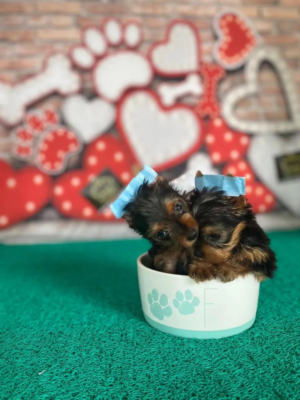 Perfeitos micro yorkshire- nao percam esta oportunidade - Foto 3