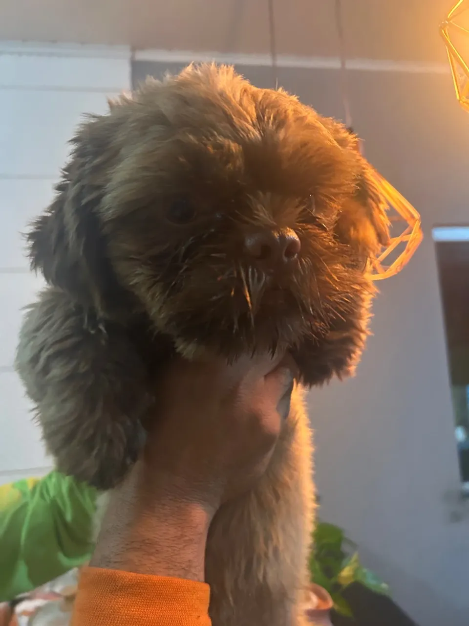 ShihTzu macho 8 meses