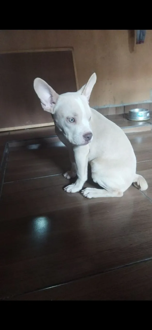 American Bully Fêmea