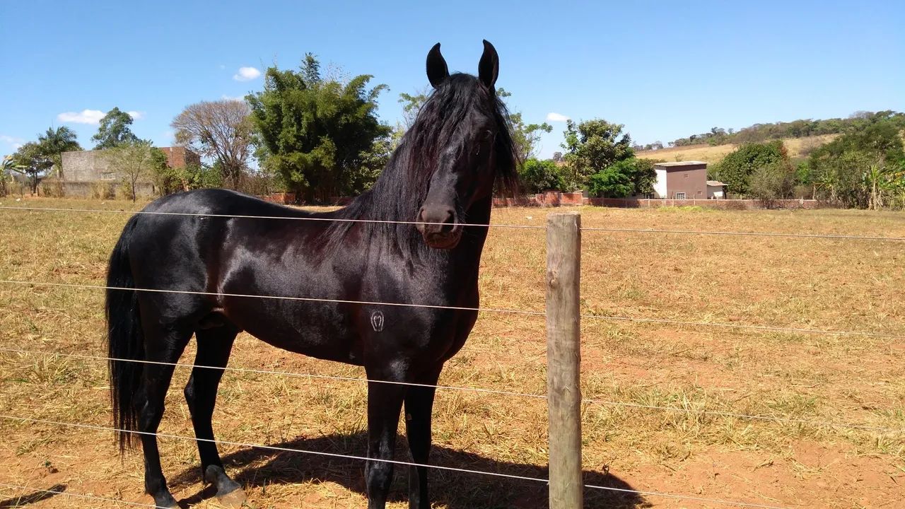 Égua pra criança  - Foto 5