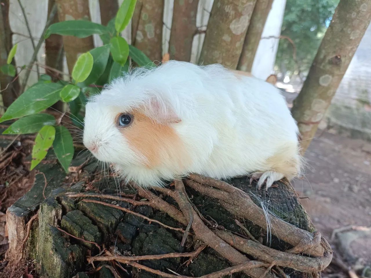 Porquinhos da índia  - Foto 3