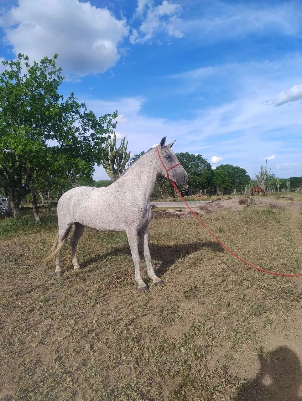 Égua Mangalarga  - Foto 3