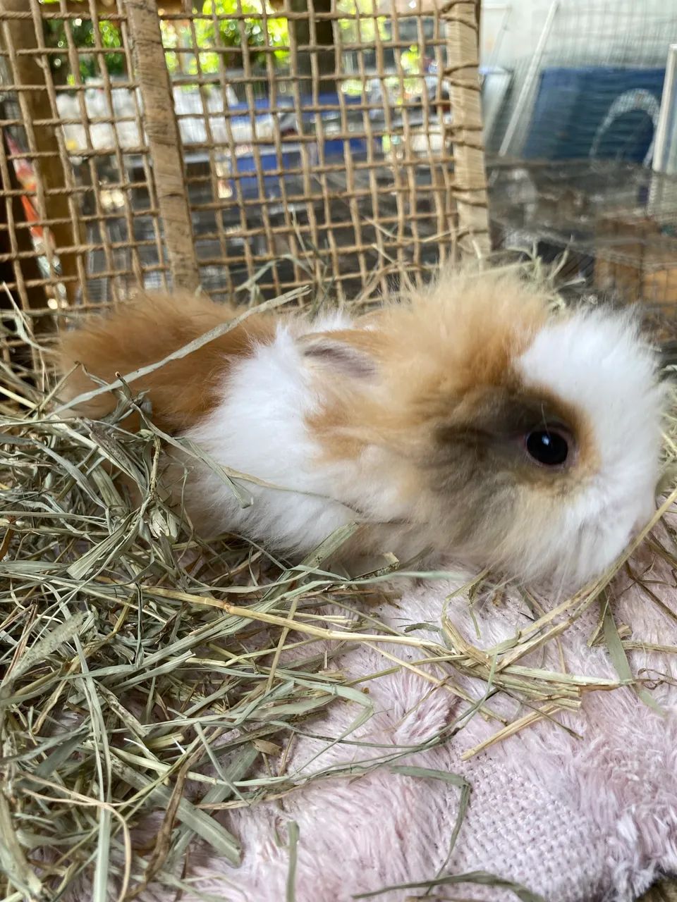 Mini Lion Head Filhote  - Foto 2