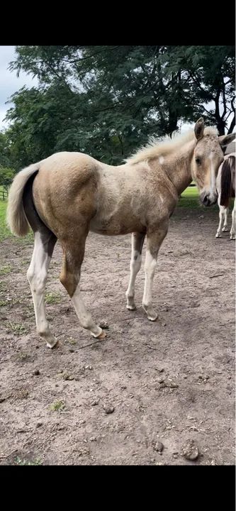 Paint Horse - Foto 2