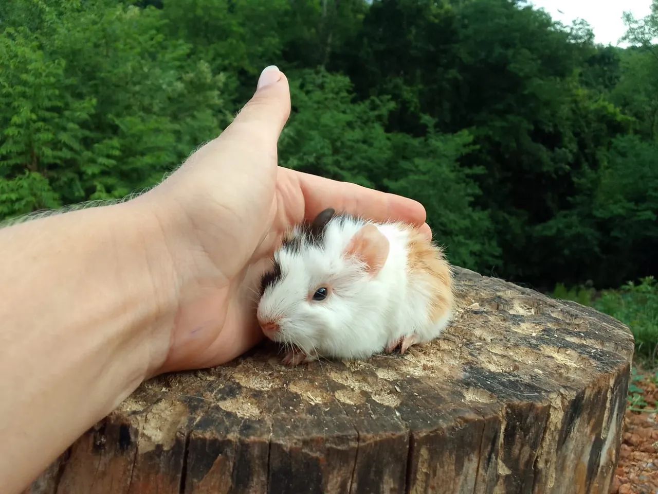 Porquinhos da Índia  - Foto 5