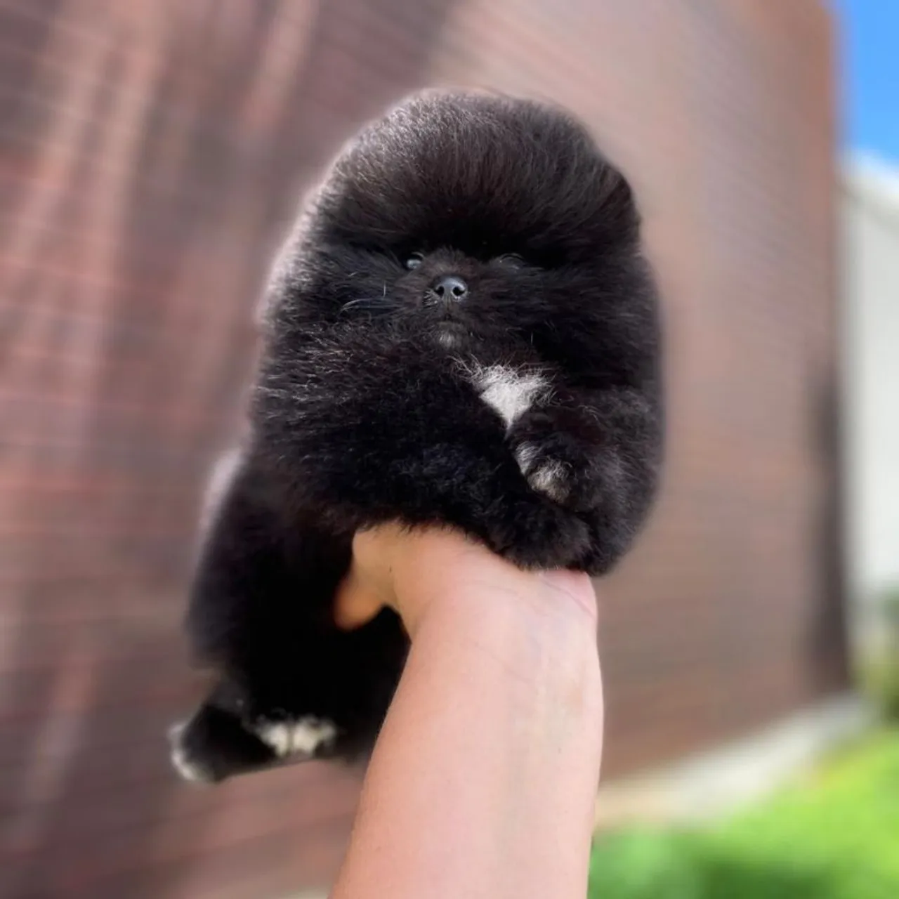 Ursinhos Anões Black Russos Lulu da Pomerânia