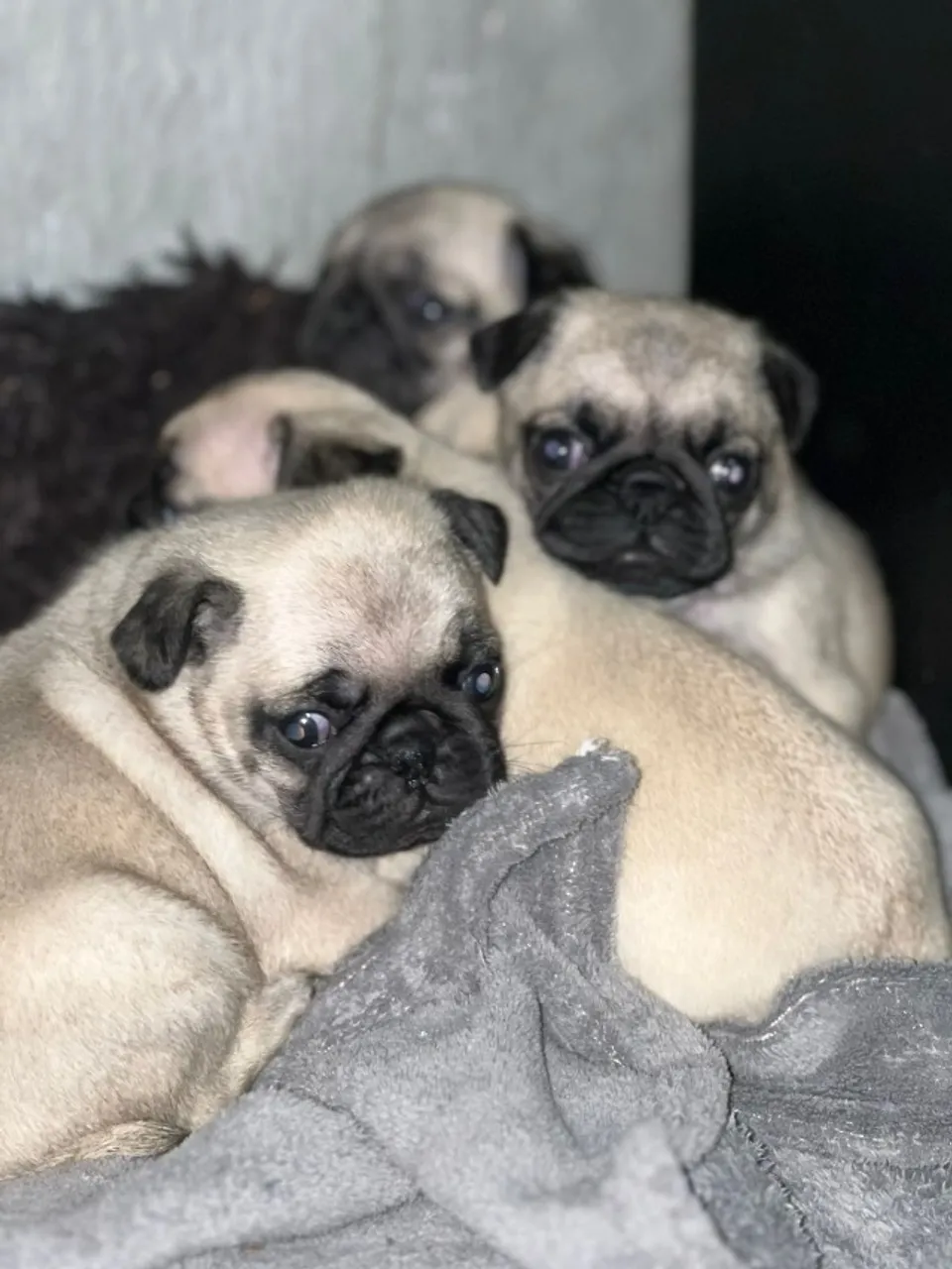 Filhotes de pug abricot