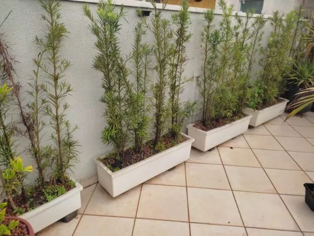 Vasos com plantas Podocarpo - Foto 4