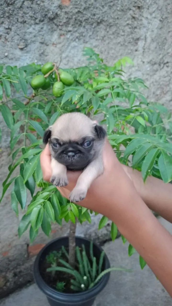 Vendo filhote pug