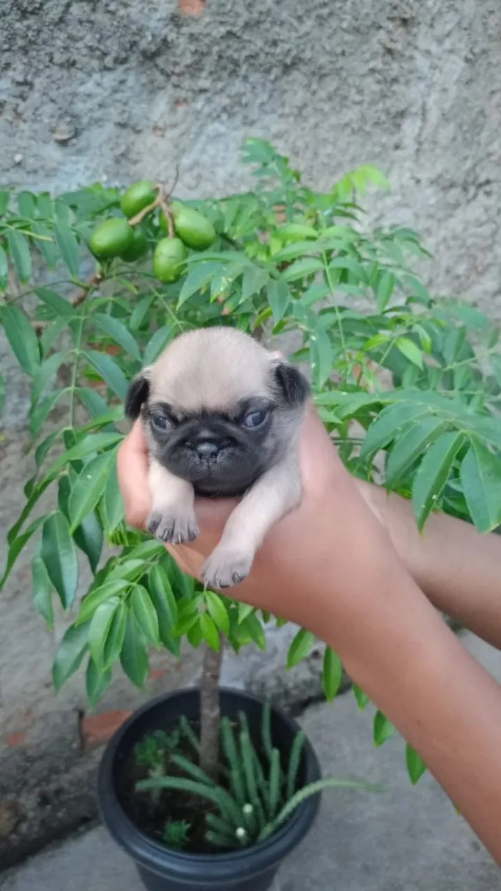 Filhote de Pug disponível para adoção!