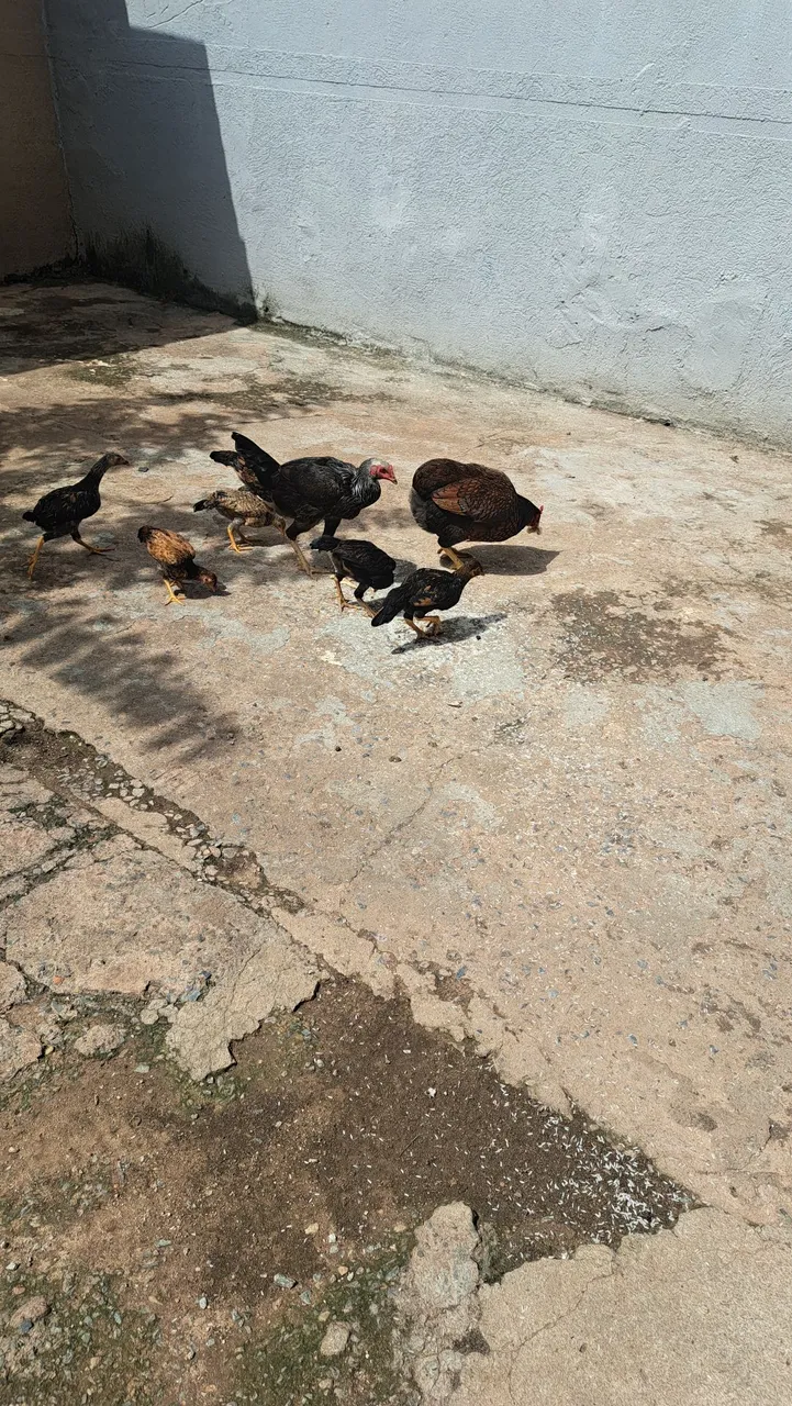 GALINHA caipira
