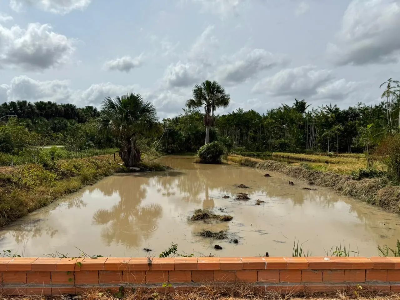 Sitio Pesque e Pague Localizado No KM 75- Aurora- Pa - Foto 8