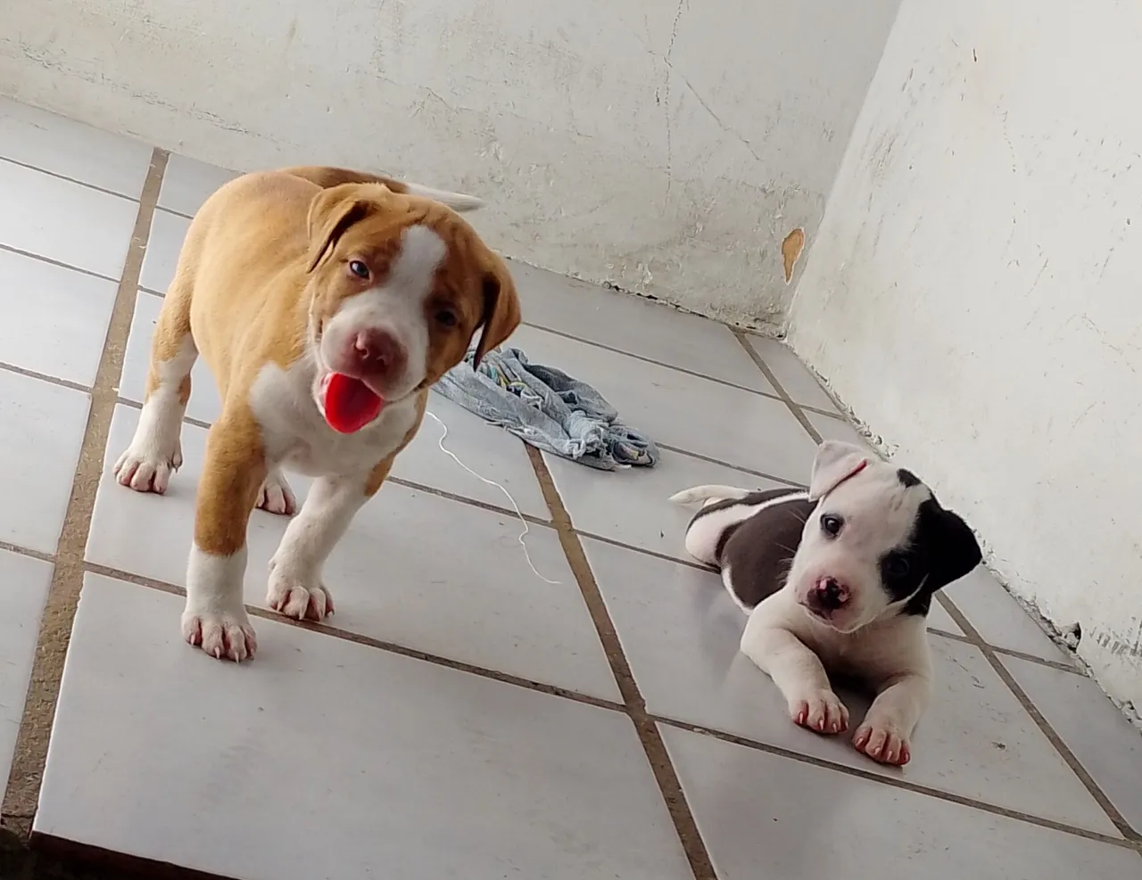 Dois filhotes de Pitbull para venda