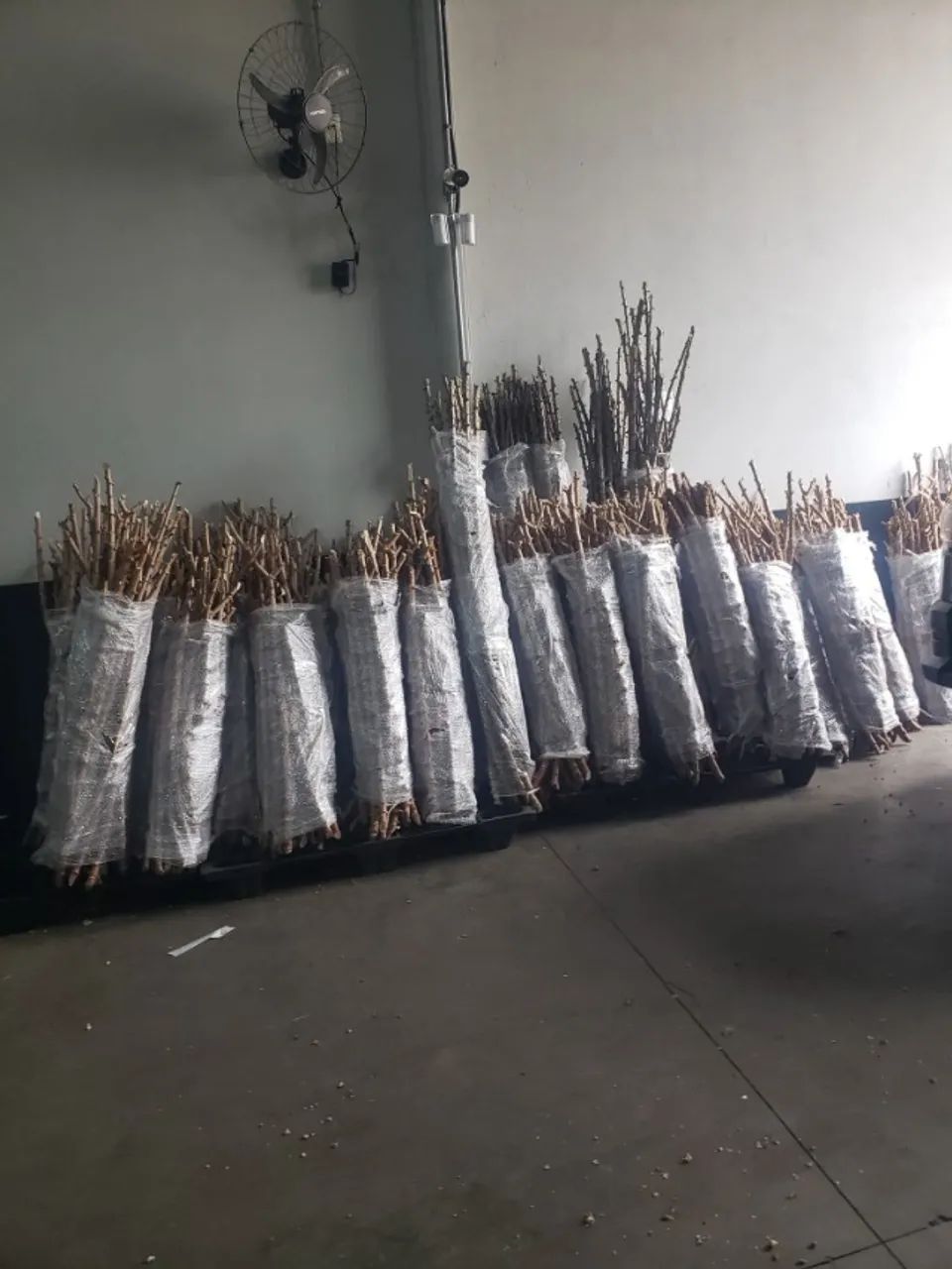 ? Aumente sua Produção! Vendo Ramas de Mandioca BRS 429 - A Campeã da Indústria. - Foto 2