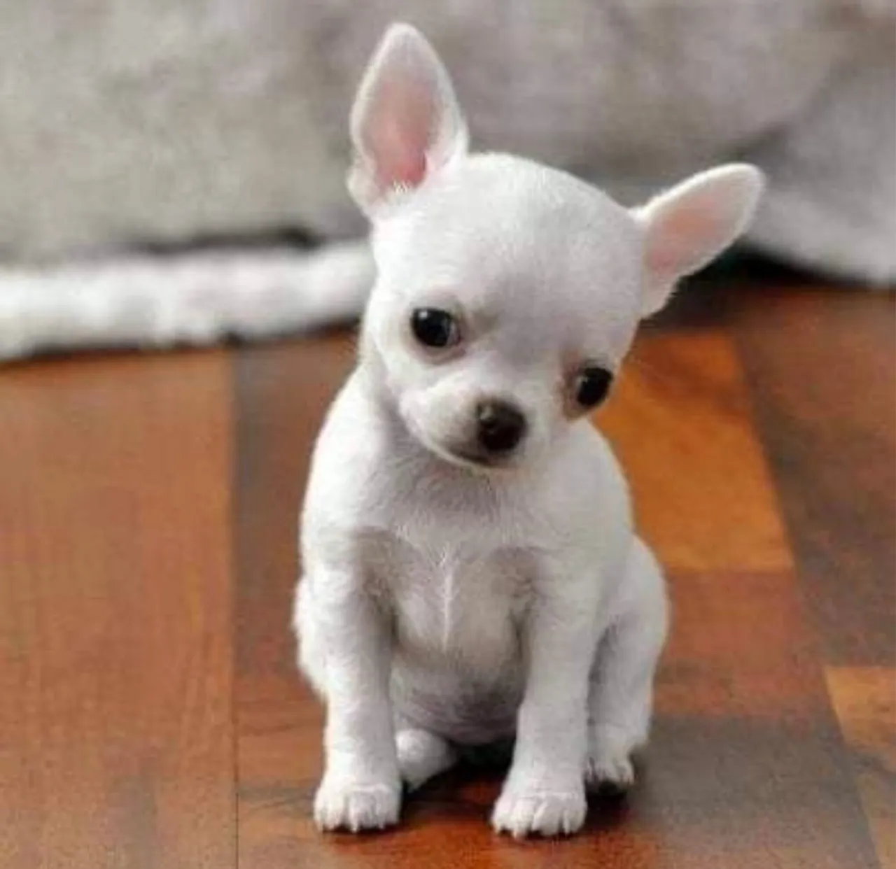 Chihuahua fofo e charmoso