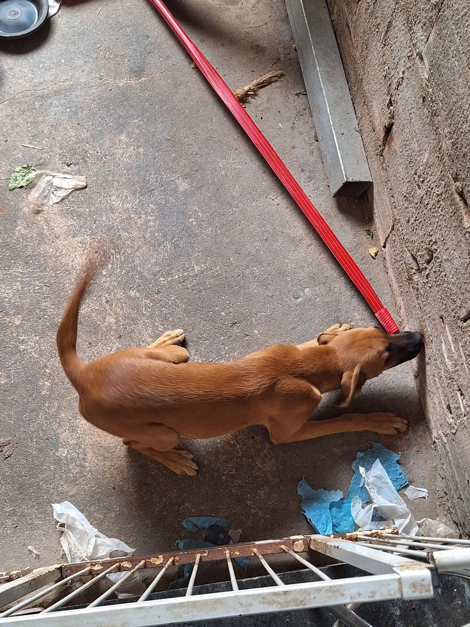 Cachorrinha para doação  - Foto 3