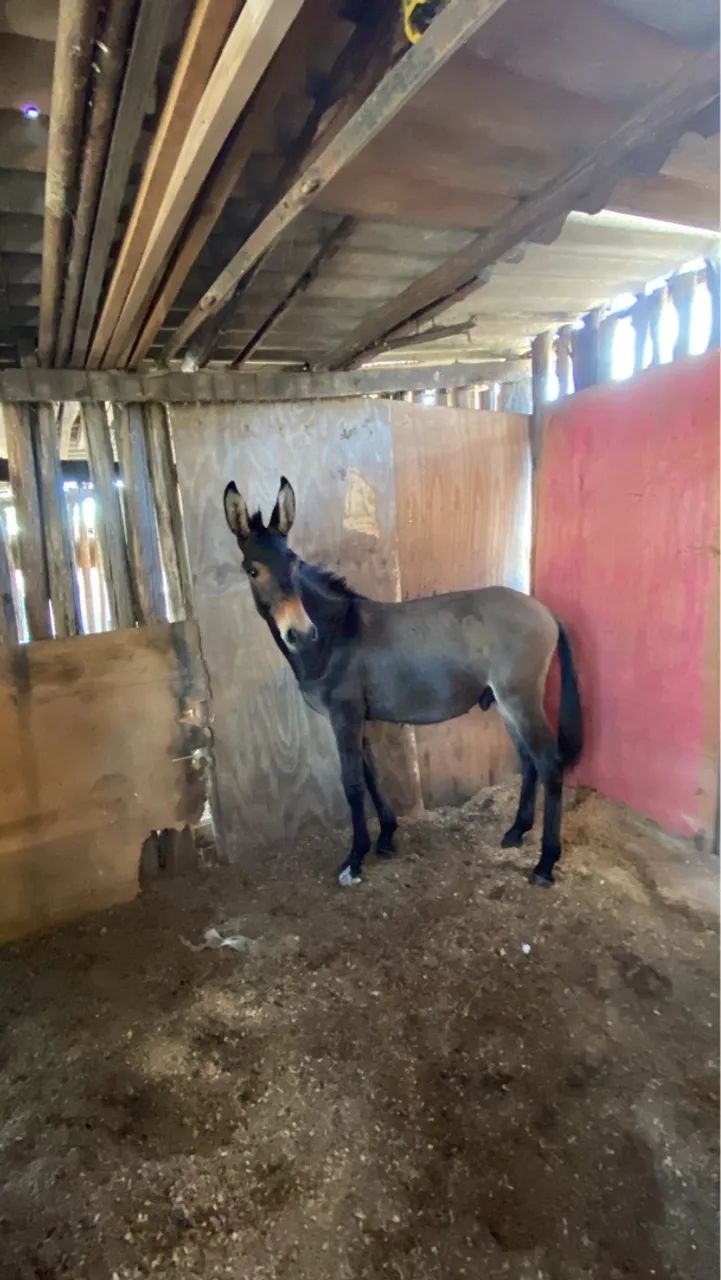 Burro de patrão  - Foto 3