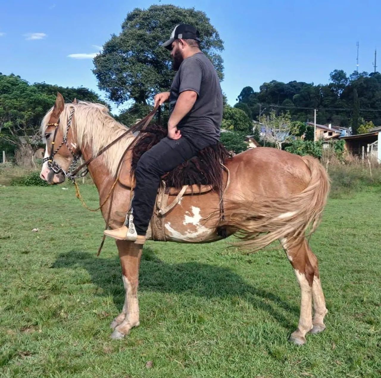 Cavalos crioulo, trote grande novo 6 anos 
