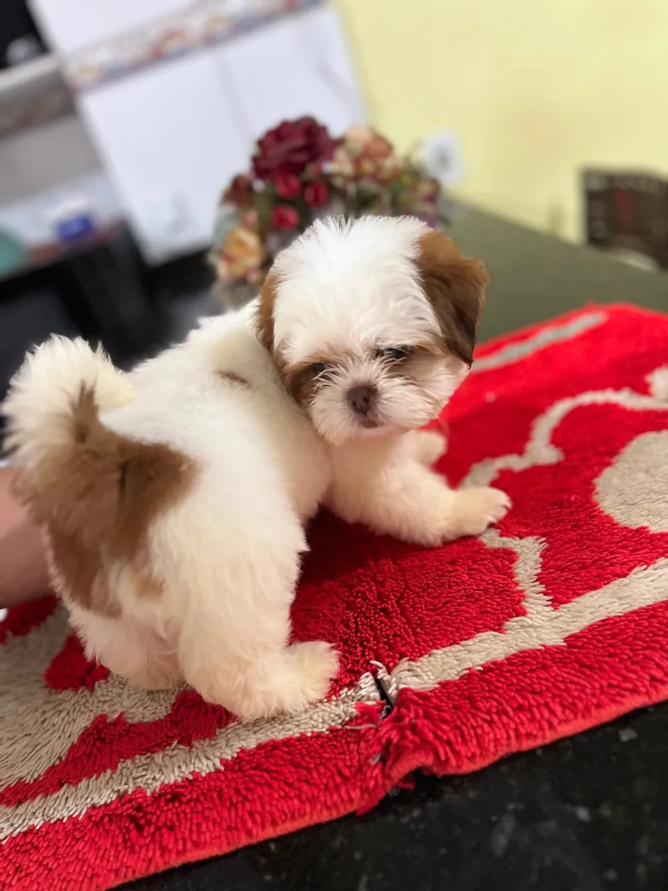 Filhote Shih Tzu fofo e brincalhão