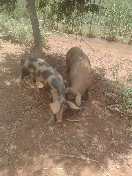 porco barrao  durokc pietran  po - Foto 3