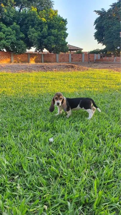 FILHOTES DE BASSET HOUND  - Foto 2